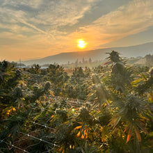 Load image into Gallery viewer, Lemon Sour Diesel