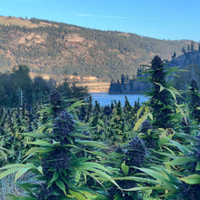 Load image into Gallery viewer, Lemon Sour Diesel