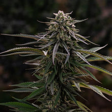 Load image into Gallery viewer, Lemon Sour Diesel