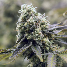 Charger l'image dans la galerie, Glade Runner