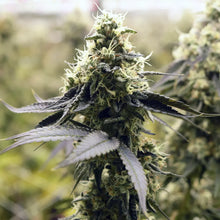 Charger l'image dans la galerie, Glade Runner