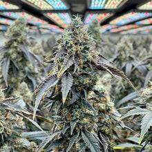 Charger l'image dans la galerie, Sunset Overdrive