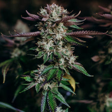 Charger l'image dans la galerie, Salty Pink