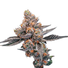 Load image into Gallery viewer, Blueberry Lemonade