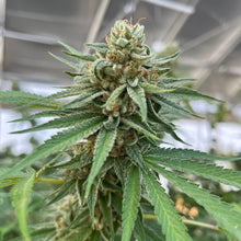 Charger l'image dans la galerie, Mango Gold