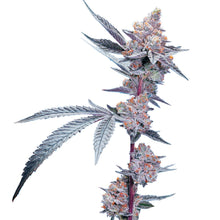 Load image into Gallery viewer, Blueberry Lemonade