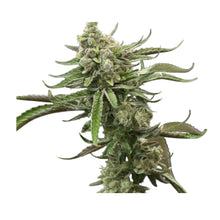 Load image into Gallery viewer, Dream Catcher