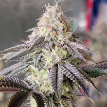 Load image into Gallery viewer, Happy Hour