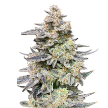 Charger l'image dans la galerie, Man Bobby Alien Widow Seeds