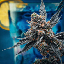 Load image into Gallery viewer, Blueberry Lemonade