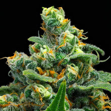 Load image into Gallery viewer, BC Organic Lucy In The Sky