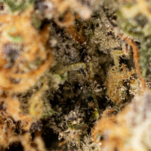 Load image into Gallery viewer, Death Punch