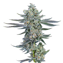 Load image into Gallery viewer, Dolce