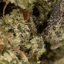 Load image into Gallery viewer, Nighttime Nirvana - Jelly Breath