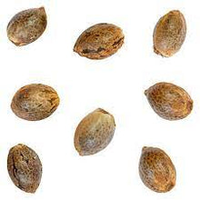 Load image into Gallery viewer, White Lights Seeds