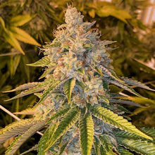 Charger l'image dans la galerie, Motor Breath Tissue Cultures