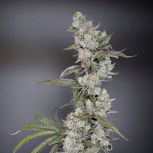 Charger l'image dans la galerie, Venom OG Tissue Cultures