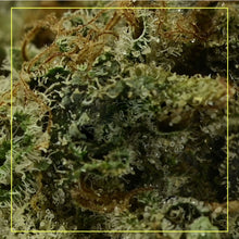 Load image into Gallery viewer, OGK Pie