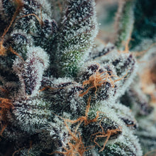 Load image into Gallery viewer, Blueberry Yum Yum