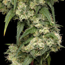 Charger l'image dans la galerie, Pure Cake Skunk