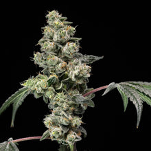 Load image into Gallery viewer, BC Organic Peanut Butter Souffle