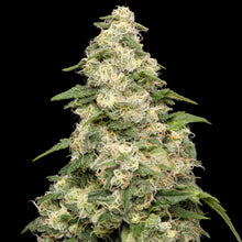 Charger l'image dans la galerie, Pure Cake Skunk