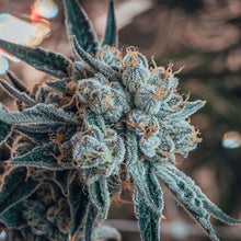 Load image into Gallery viewer, Blueberry Yum Yum