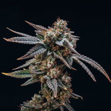 Load image into Gallery viewer, Waffle Bites