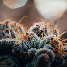 Load image into Gallery viewer, Blueberry Yum Yum