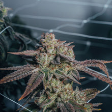 Load image into Gallery viewer, Waffle Bites