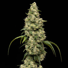 Charger l'image dans la galerie, Pure Cake Skunk