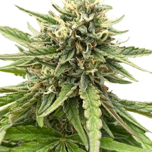 Load image into Gallery viewer, Sunshine Pine Regular Autoflower Seeds