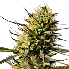 Load image into Gallery viewer, Durban Violette Feminized Semi-Auto Seeds
