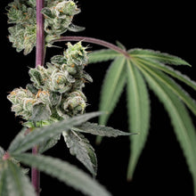 Load image into Gallery viewer, BC Organic Peanut Butter Souffle