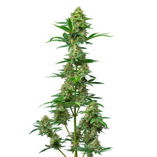 Load image into Gallery viewer, Atlas Fog OG Feminized Autoflower Seeds