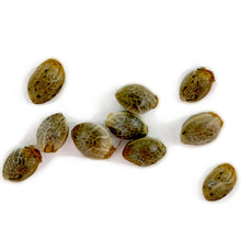 Load image into Gallery viewer, Sunshine Pine Regular Autoflower Seeds

