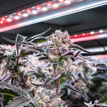 Load image into Gallery viewer, Blueberry Yum Yum