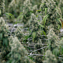 Charger l'image dans la galerie, Pure Cake Skunk