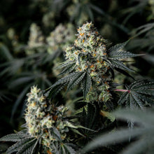 Load image into Gallery viewer, BC Organic Peanut Butter Souffle