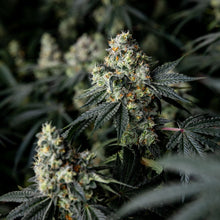 Charger l'image dans la galerie, Pure Cake Skunk