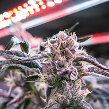 Load image into Gallery viewer, Blueberry Yum Yum