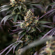 Load image into Gallery viewer, Pemberton Pink