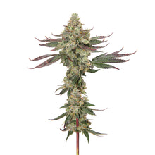 Load image into Gallery viewer, Pemberton Pink