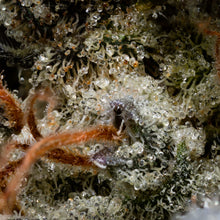 Load image into Gallery viewer, Pemberton Pink