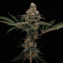 Load image into Gallery viewer, Crescendo