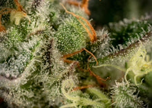 Load image into Gallery viewer, Crunch Berries