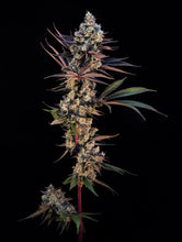 Load image into Gallery viewer, Crunch Berries