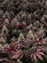 Charger l'image dans la galerie, Mint Chocolate Chip