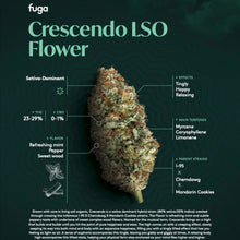 Load image into Gallery viewer, Crescendo