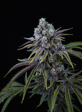 Load image into Gallery viewer, Mendoz Stomper